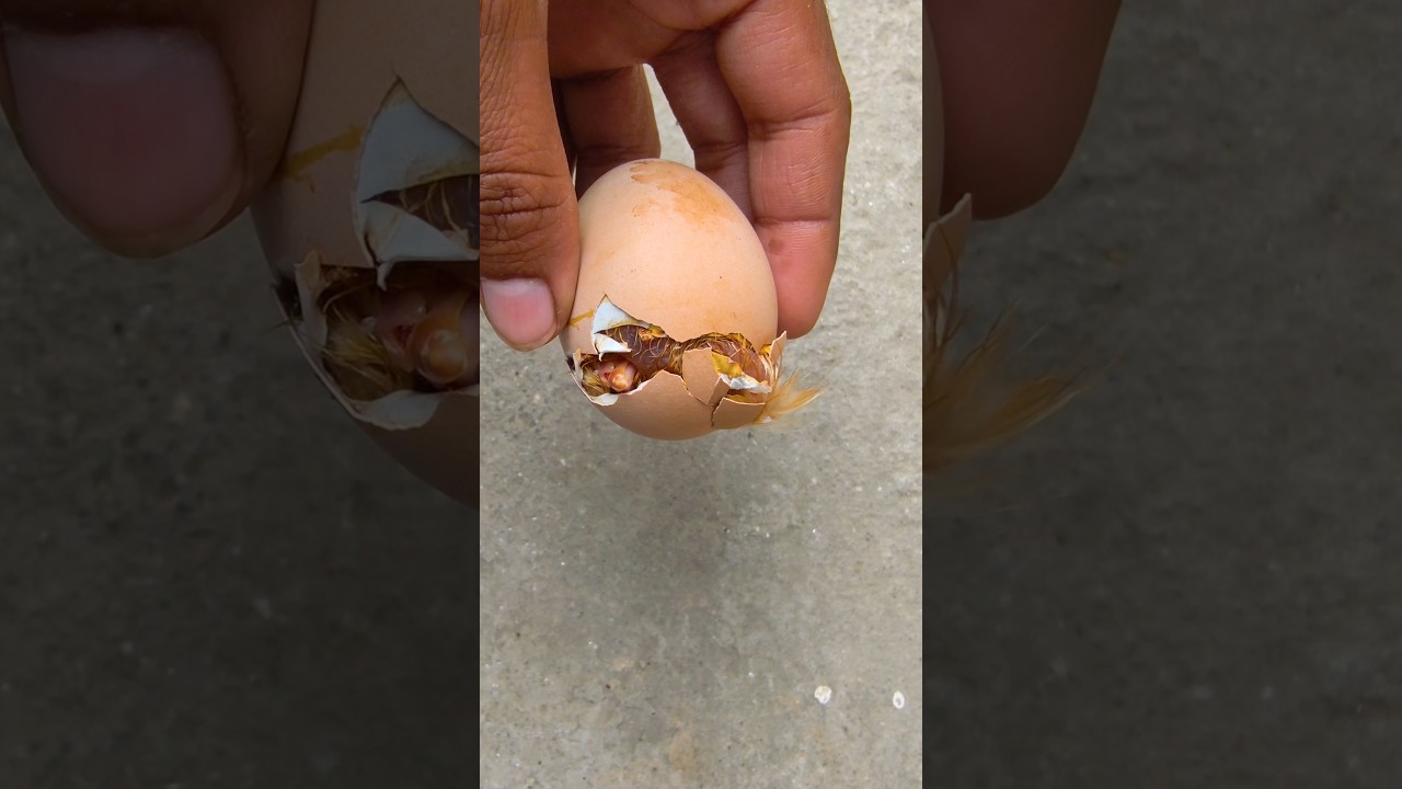 Over Time Chicken Egg rescue - still stuck 