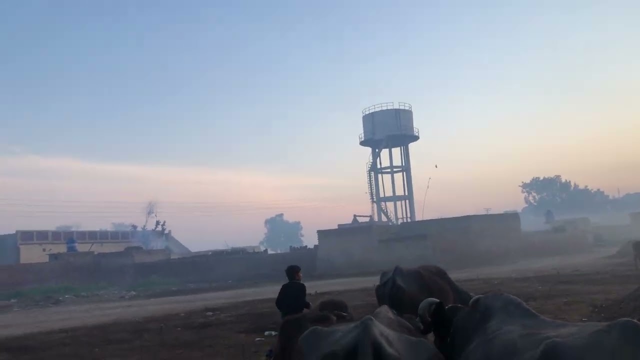 Morning with buffalo | buffalo life | village buffalo vlog