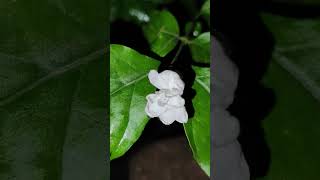 #gardeningtips #naturevideo #homegardening #flowers #garden #gardeningwithjyotsna #freshflowers