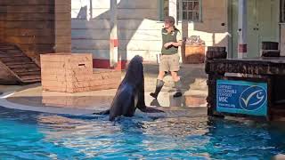 Taronga Zoo Seal Show Part Two. Sydney Australia.