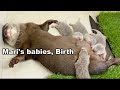【赤ちゃん誕生】かわうそのマリが出産しました！Otter gave birth to babies!【カワウソ】