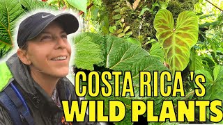 THE BEST WILD PLANT COMPILATION FROM COSTA RICA