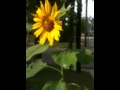 Sunflower Visited By a Bee -