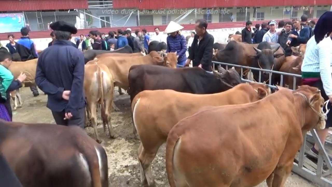 Không Ngờ CHỢ TRÂU BÒ Lớn Nhất Việt Nam Lại Nằm Ở Vùng Cao Này - Bản Sắc Dân Tộc