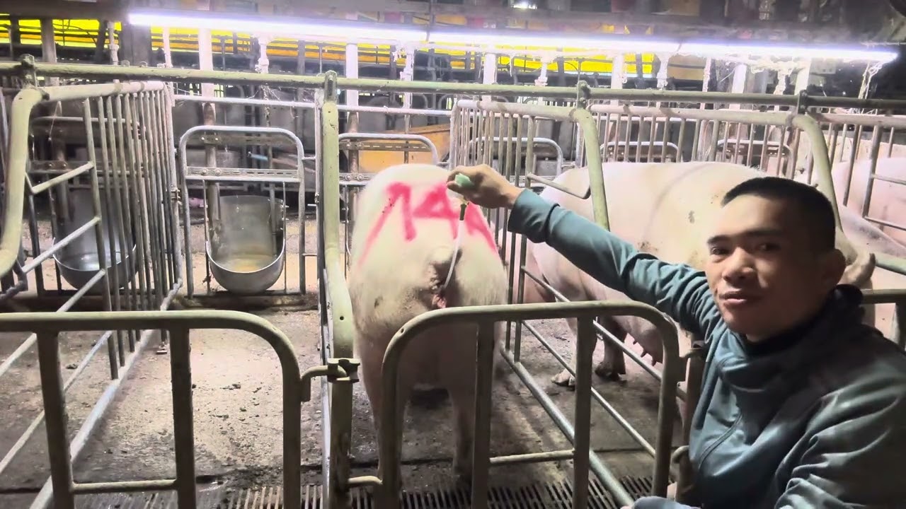 Cách thụ tinh nhân tạo cho lợn trinh đạt hiệu quả cao trong chăn nuôi lợn