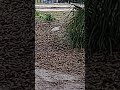 Bit of Ibis