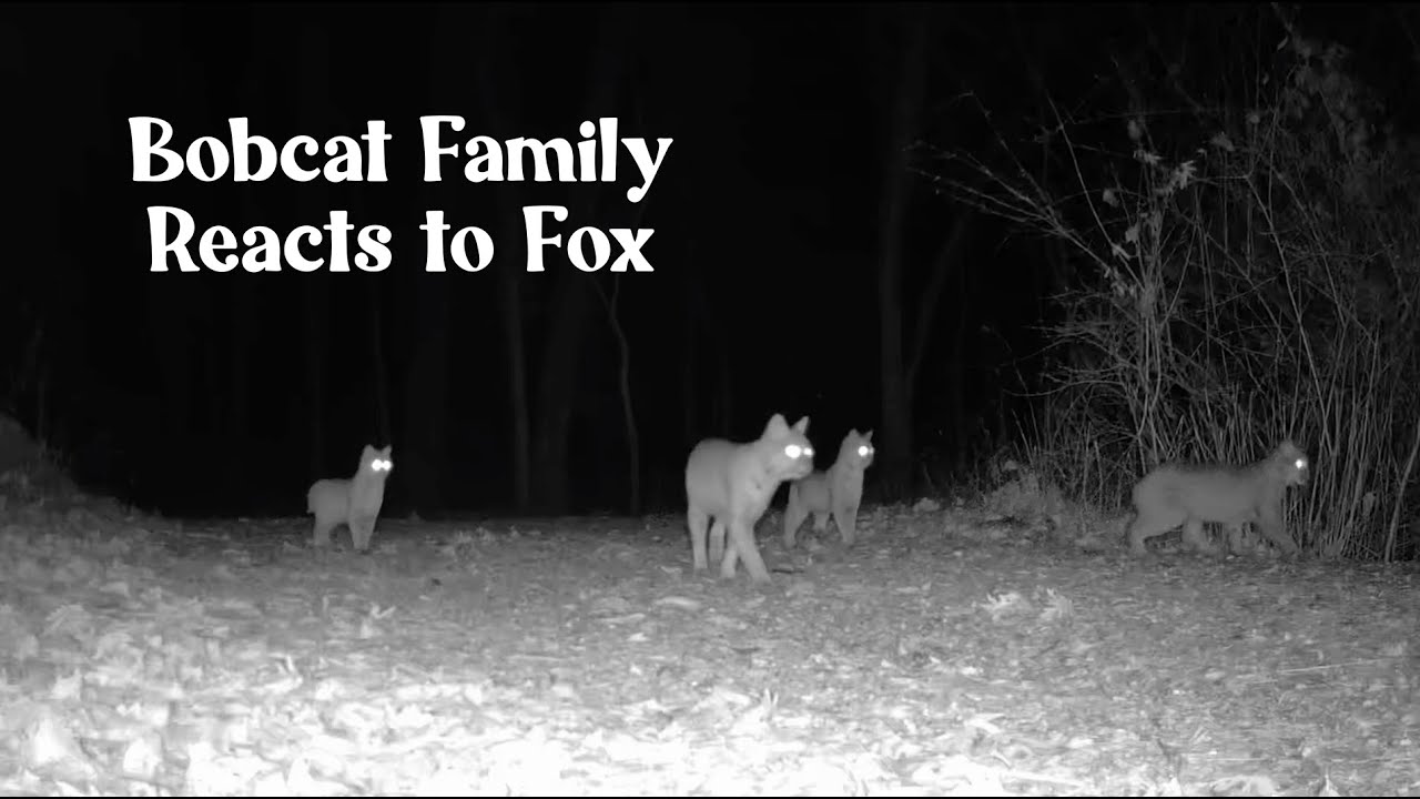 Bobcat and Kittens React to Fox Alarm Bark | Wildlife Trail Camera