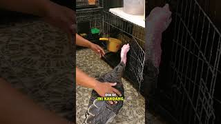 KONDISI AYAM KALKUN KITA YANG DIPELIHARA DARI KECIL! SEKARANG UDAH SEBESAR INI! #iqbalizda #ayam