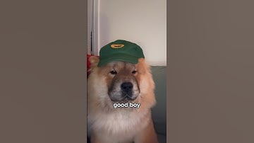 “Chow Chows are the Worst Dogs!”