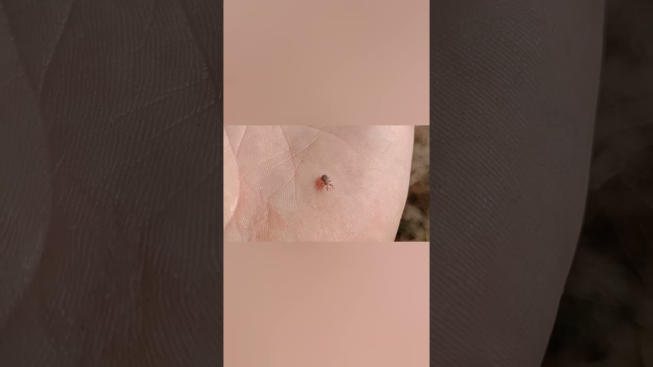 🍎ЦВЕТОЕД НА ЯБЛОНЕ🌳 