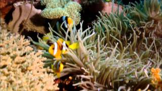 Подводный мир тихого океана