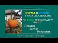 #Хурма в Україні. Чи варто висаджувати чи ні?  Мої спостереження і результат 5 років #вирощування.