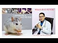 What is rat fever or leptospirosis  all you need to know