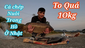 Cá Chép Nuôi Trong Hồ Ở Nhật nlNặng 10Kg Sẽ Như Thế Nào ??