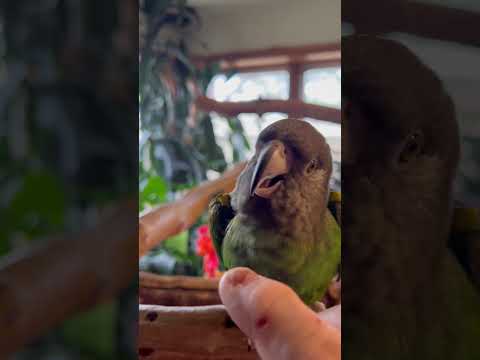 Avalon Aviary-Meet Toby our Poicephalus Cryptoxanthus. Means “Hidden Yellow”.