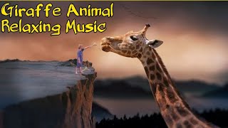 Giraffe Animal clips | Wild Animals Giraffe | Sleep Music | Sleep Meditation | Soft Relaxing Music screenshot 2