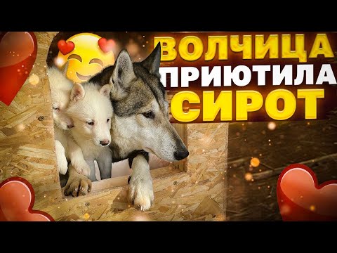 Бейне: Веллингтонда әк скутерлері бар ма?