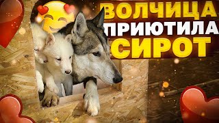 Волэнд ВЕГА приняла сирот на мой СТРАХ И РИСК. Мама века в Парке Волков.