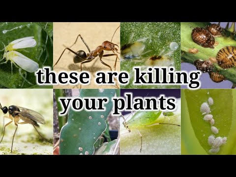 Video: Almindelige skadedyr af sukkulenter – bekæmpelse af kaktus og sukkulente skadedyr