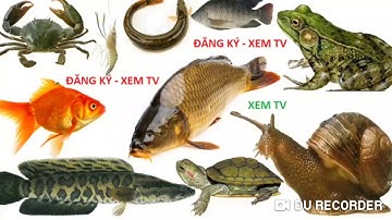 CON CÁ, CON ẾCH, CUA, TÔM❤️BÉ HỌC ĐỘNG VẬT NƯỚC NGỌT ❤️ FISH ❤️