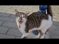 חתול אפור לבן מיילל בבוקר A Grey White Cat Howling In The Morning חתול אפור לבן מיילל בבוקר A Grey White Cat Howling In The Morning