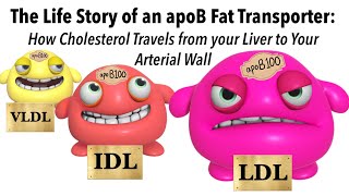 The Life Story of an apoB Lipoprotein:  How Cholesterol is Transported Into Your Arterial Wall