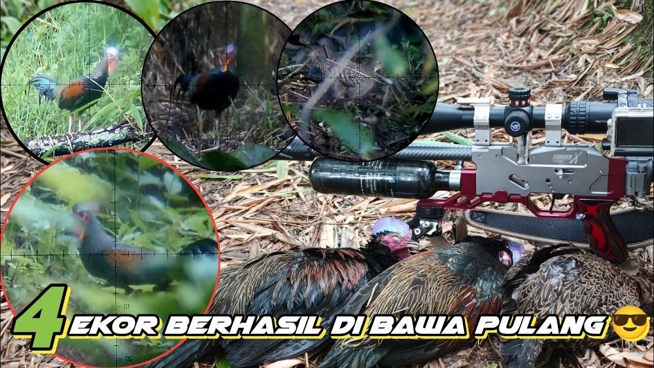 BERBURU AYAM HUTAN !! Spot Terlalu Istimewa 🐓🐓🐓🐓