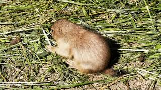 Blacktail Prarie Dog Babys #zoovienna