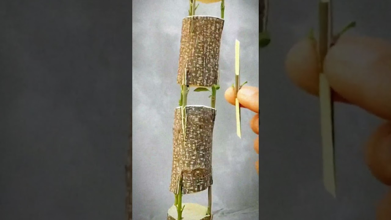 cool technique of grafting stems and branches 