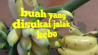 Download Lagu buah yang disukai jalak kebo biar cepat ngomong MP3