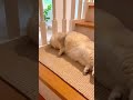 マンチカンが階段から転がり落ちてきて・・