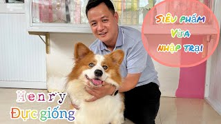 Trại Chó Queen Corgi ở Biên Hoà vừa đón một siêu phẩm đực giống | Trại Chó Bình Cao