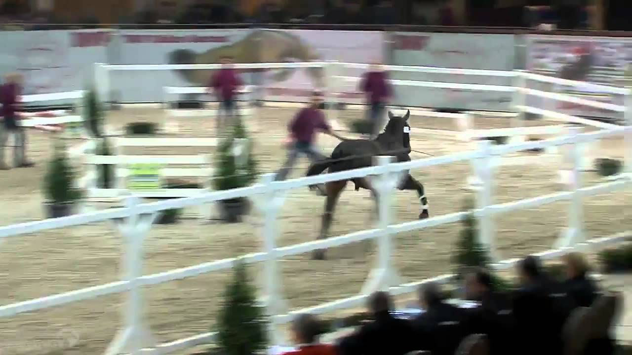 El Barone 111: 3 year old Zangersheide approved stallion by Emerald x Libero H