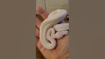 My New Blue Eye Lucy From @bobsballs3871 NARBC