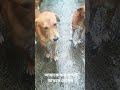 আমাকে কত সুন্দর ডাকবে দেখেন #ধাঁধাpoint . #trending ও #funny 💗🐕💗🐕🐕