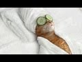 Funny cats scared of random things and cucumbers compilation