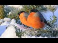 Зимующие птицы средней полосы России