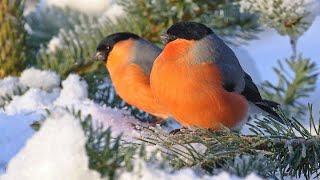 Зимующие птицы средней полосы России