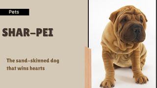 SharPei: the sandskinned dog that wins hearts