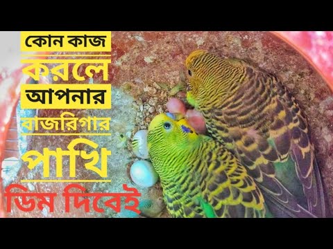 ভিডিও: কীভাবে রিগা সালসা উৎসবের অংশীদার হন