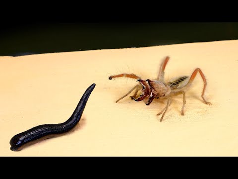 WHAT HAPPENS IF A CAMEL SPIDER SEES A LEECH? - THIS IS AMAZING!