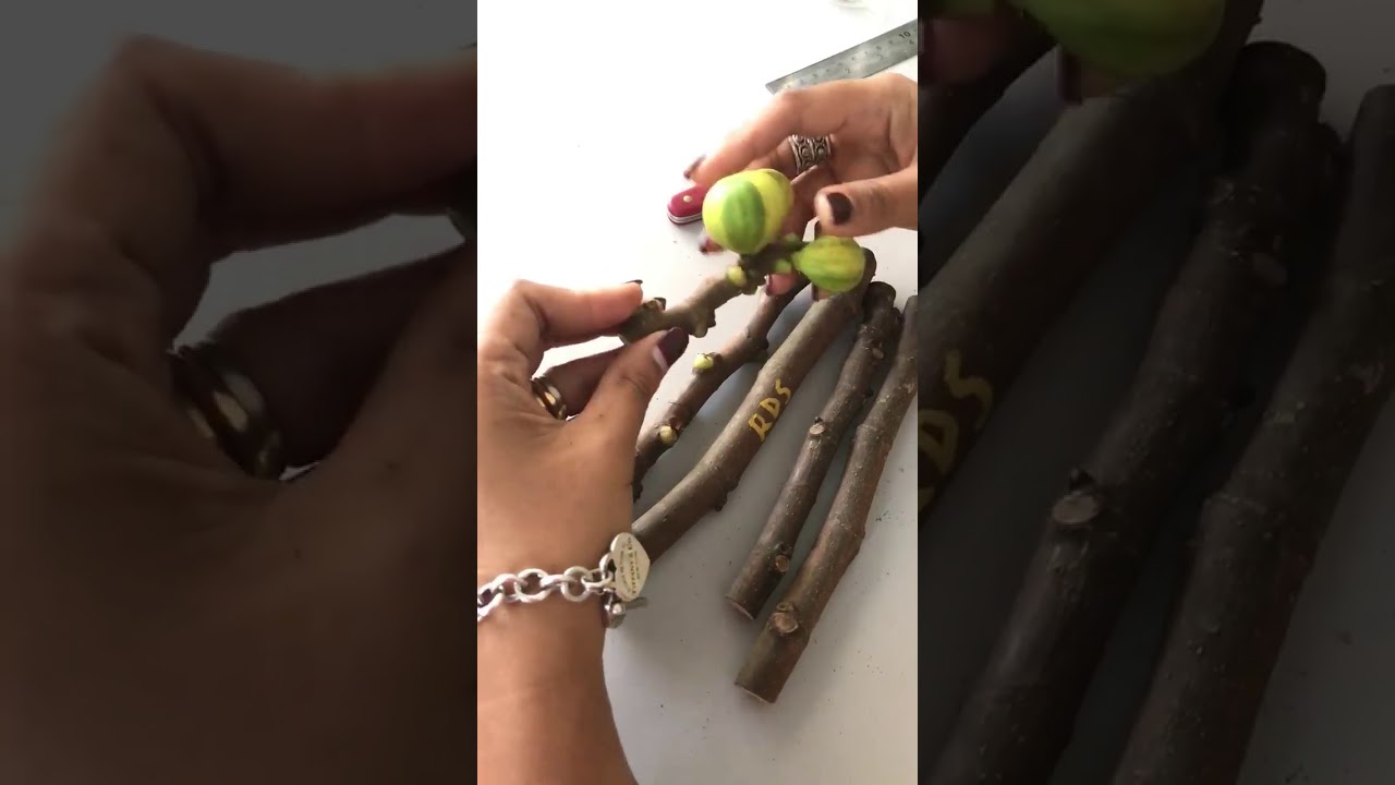 "Rigato del SalentoWith variegation on the wood