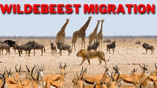 The Great Wildebeest Migration: Nature's Greatest Spectacle