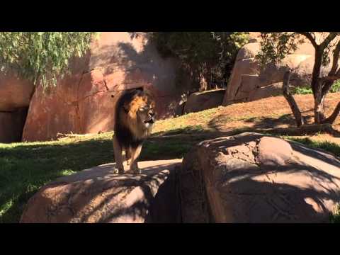 Lion's Roar at San Diego Zoo Safari Park