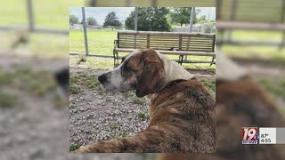 Adoptable Pets: Sage | June 20, 2025 | News 19 at 4:30 p.m.
