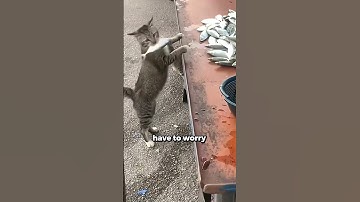 Thumbnail of The Furry Residents of Turkey's Cities