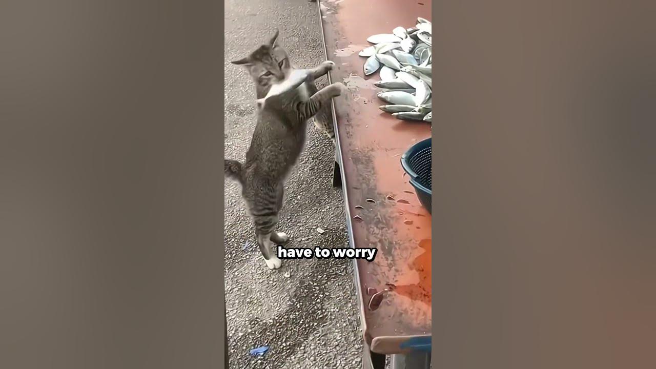The Furry Residents of Turkey's Cities