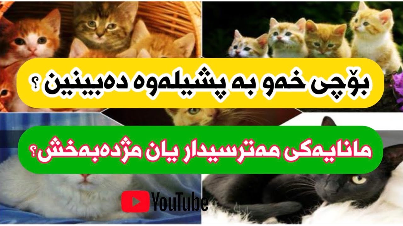 پشیلە لەخەودا  بەهەر جۆرێک بینیوتە