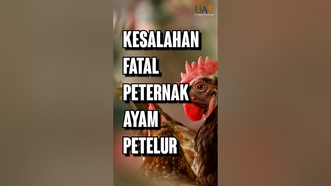 KESALAHAN FATAL Peternak Ayam Petelur, BAHAYA !!! KESALAHAN FATAL Peternak Ayam Petelur, BAHAYA !!!