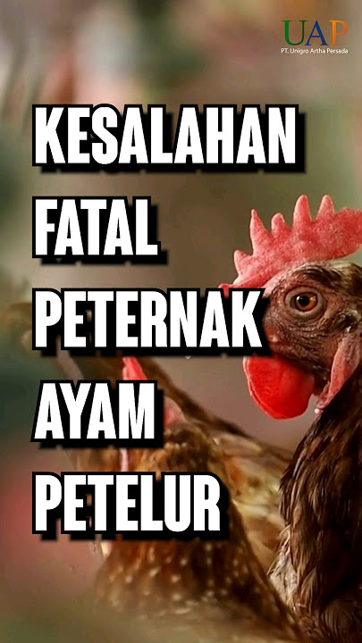 FATAL MISTAKES OF LAYING CHICKEN FARMERS, DANGEROUS!!!